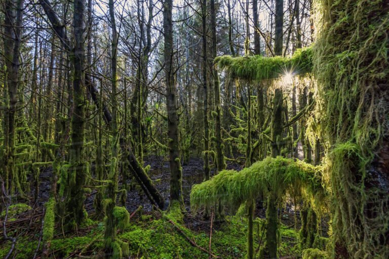 haida-gwaii-rainforest-naikoon-park-beach-sgang-gwaay-canada-haida-gwaii-gemspot-hidden-gem-north-america-travel